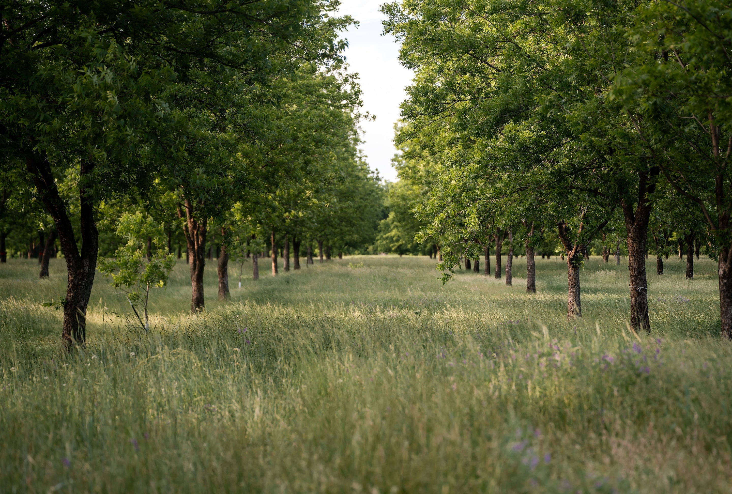 GBPF Orchard